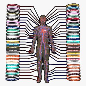 Circulatory System Human Anatomy 3D