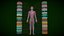 Anatomia Humana do Sistema Circulatório