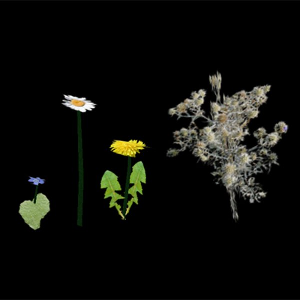3d model daisy flower