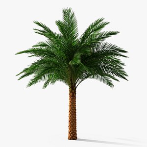 3D Tropical Palm Tree Wide Crown