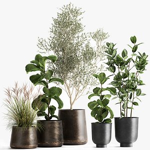 Houseplants in a flowerpot for the interior 1029