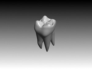 second molar maxilar 3d 3ds