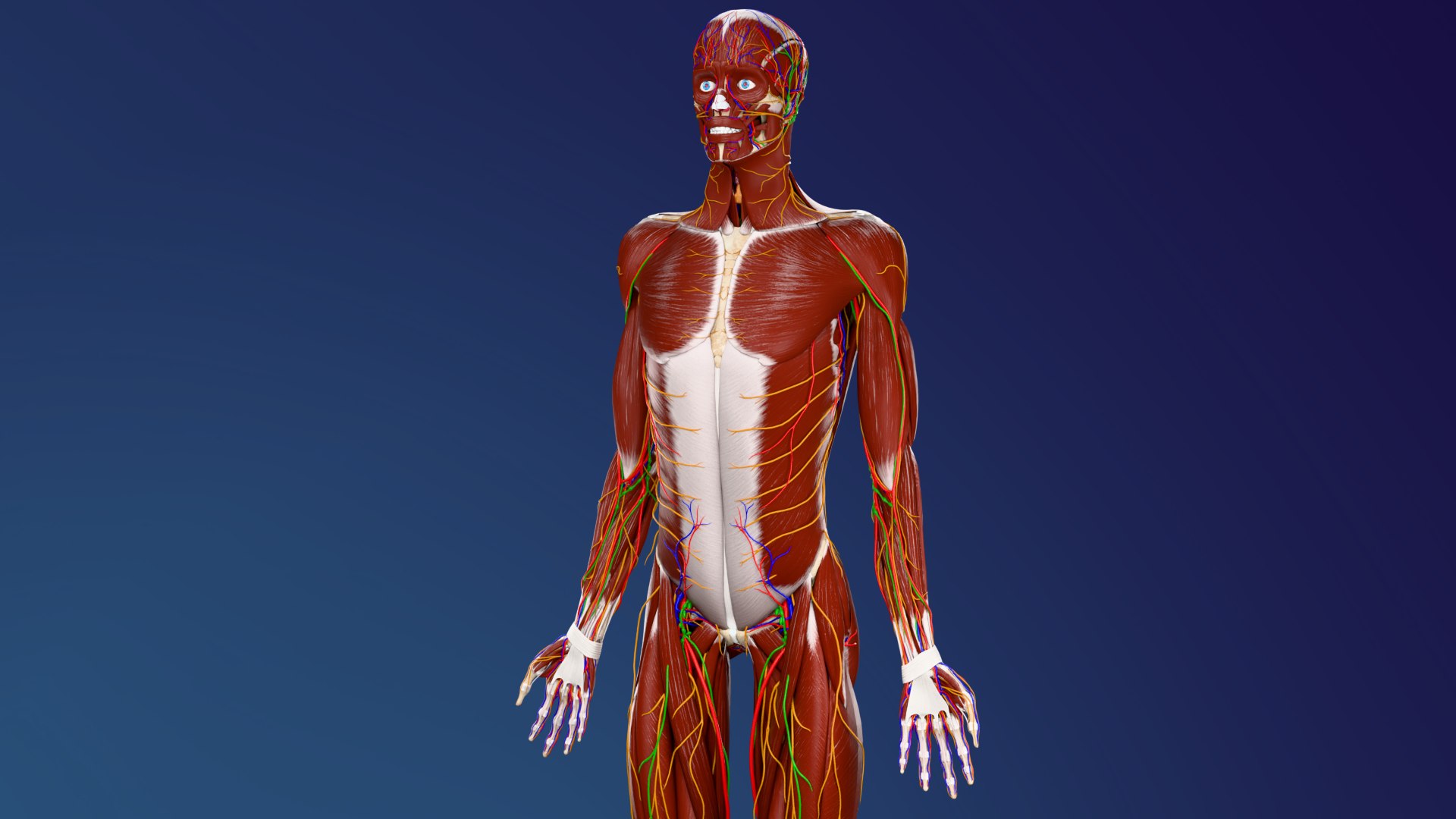 Female Anatomy System 3D Model - TurboSquid 2640577