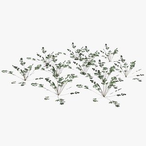 plant lawn 3D model