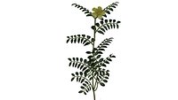 Tribulus