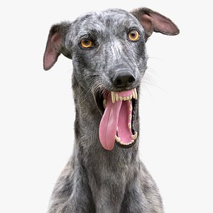 realistic greyhound fur 2 3D model