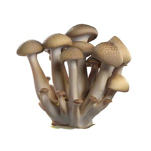 3D Mushroom 6 model