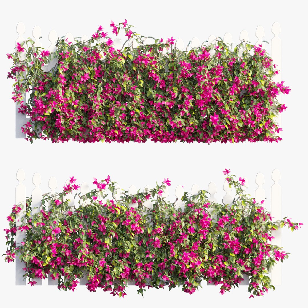 Bougainvillea Plant Set 70 3D Model - TurboSquid 2032195