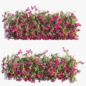 Bougainvillea plant set 70 3D model