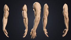 Hyper-Realistic Muscular Arms 3D