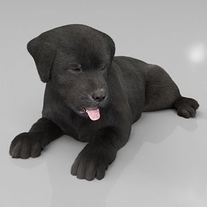 Labrador Retriever Puppy Fur Rigged For Maya 3D model