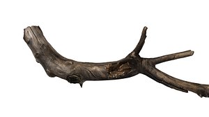 3d branch rotten wood model