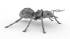 Ant