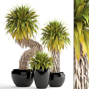 tropical plants yucca 3D model