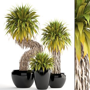 Collection of tropical plants Yucca