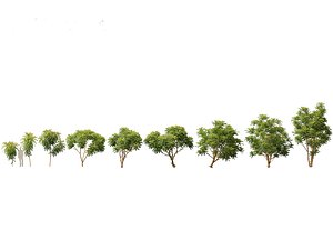 3D Averrhoa bilimbi - Cucumber Tree model