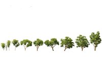 Averrhoa bilimbi - Cucumber Tree