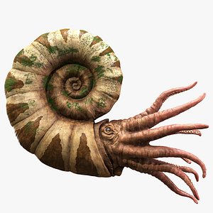 Parapuzosia Giant Prehistoric Ammonite