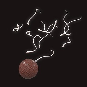 Fertilization