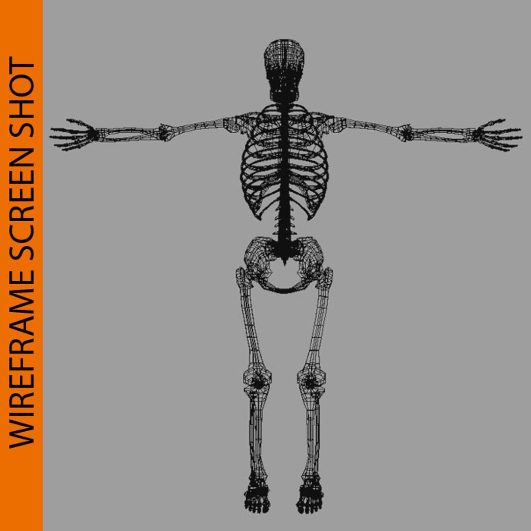 Obj Human Skeleton