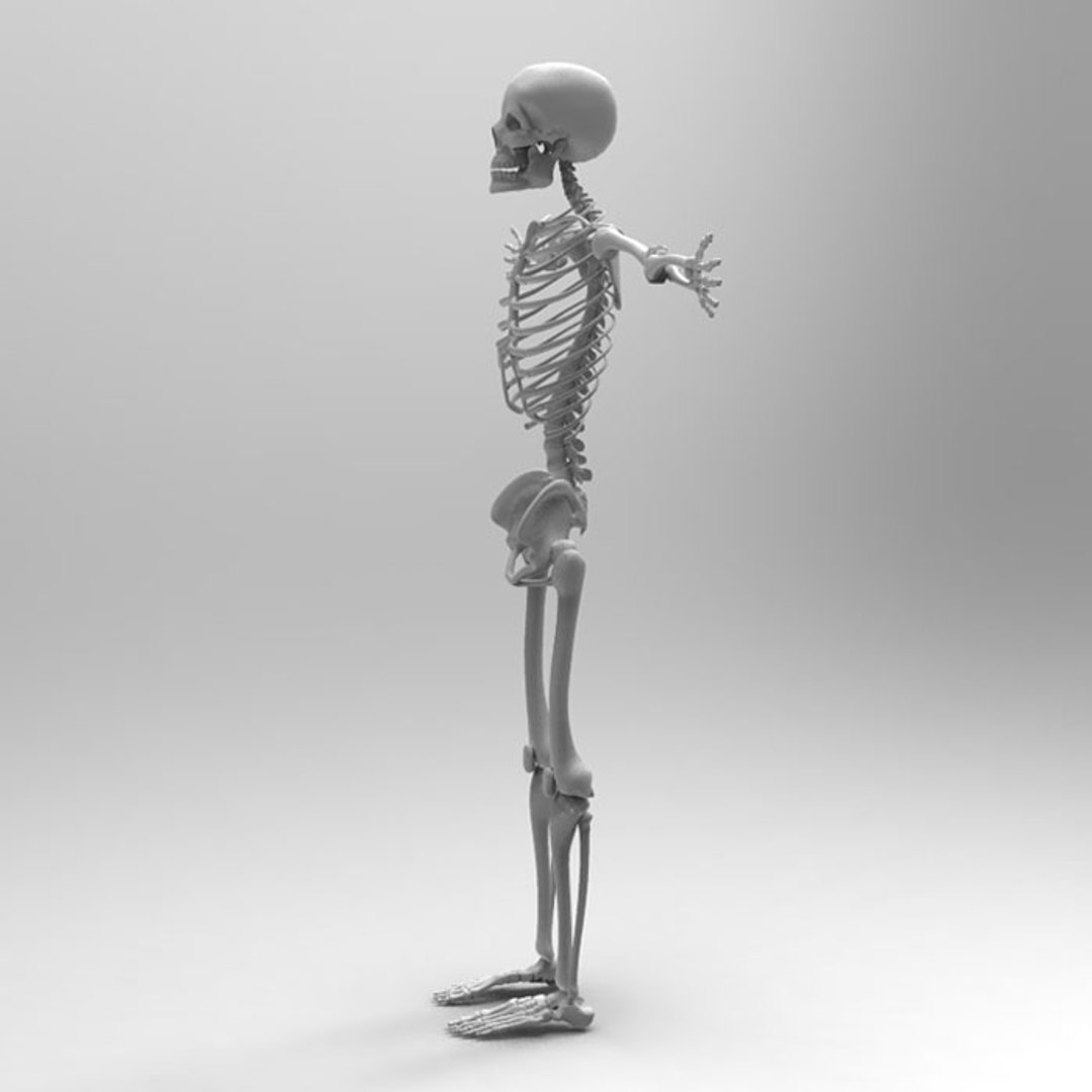 Obj Human Skeleton