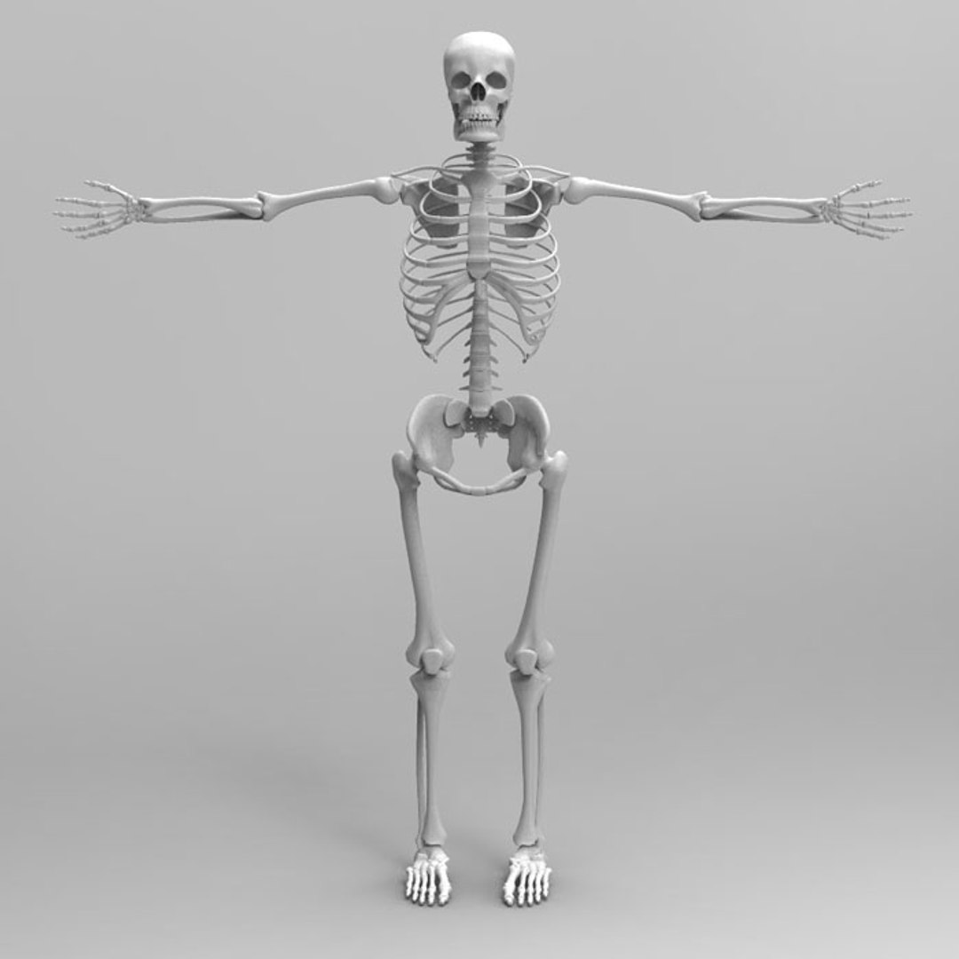 Obj Human Skeleton