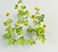 meadow buttercup Ranunculus acris