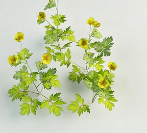meadow buttercup Ranunculus acris
