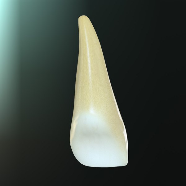 3d tooth upper central incisor model