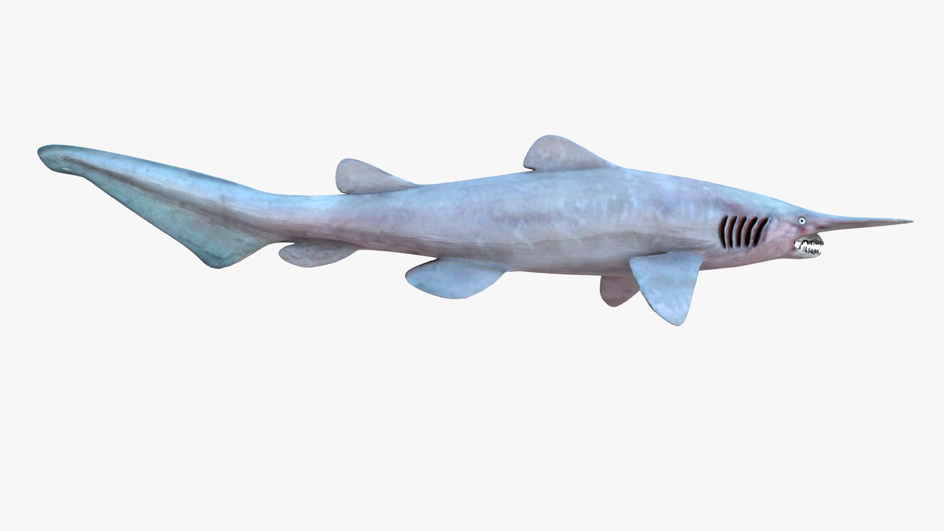 3d Model Realistic Female Goblin Shark