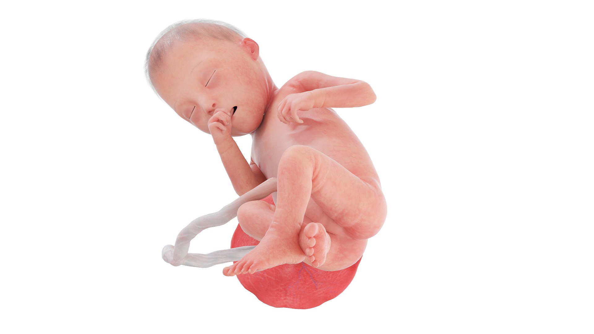 Fetus Week 25 Static 3D https://p.turbosquid.com/ts-thumb/bR/4fAHma/m5/fetus_week25f0001/jpg/1644956565/1920x1080/fit_q87/6f386c34eabcf8c52ef638ca85d7892e39c39170/fetus_week25f0001.jpg