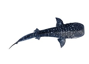 3D whale shark model