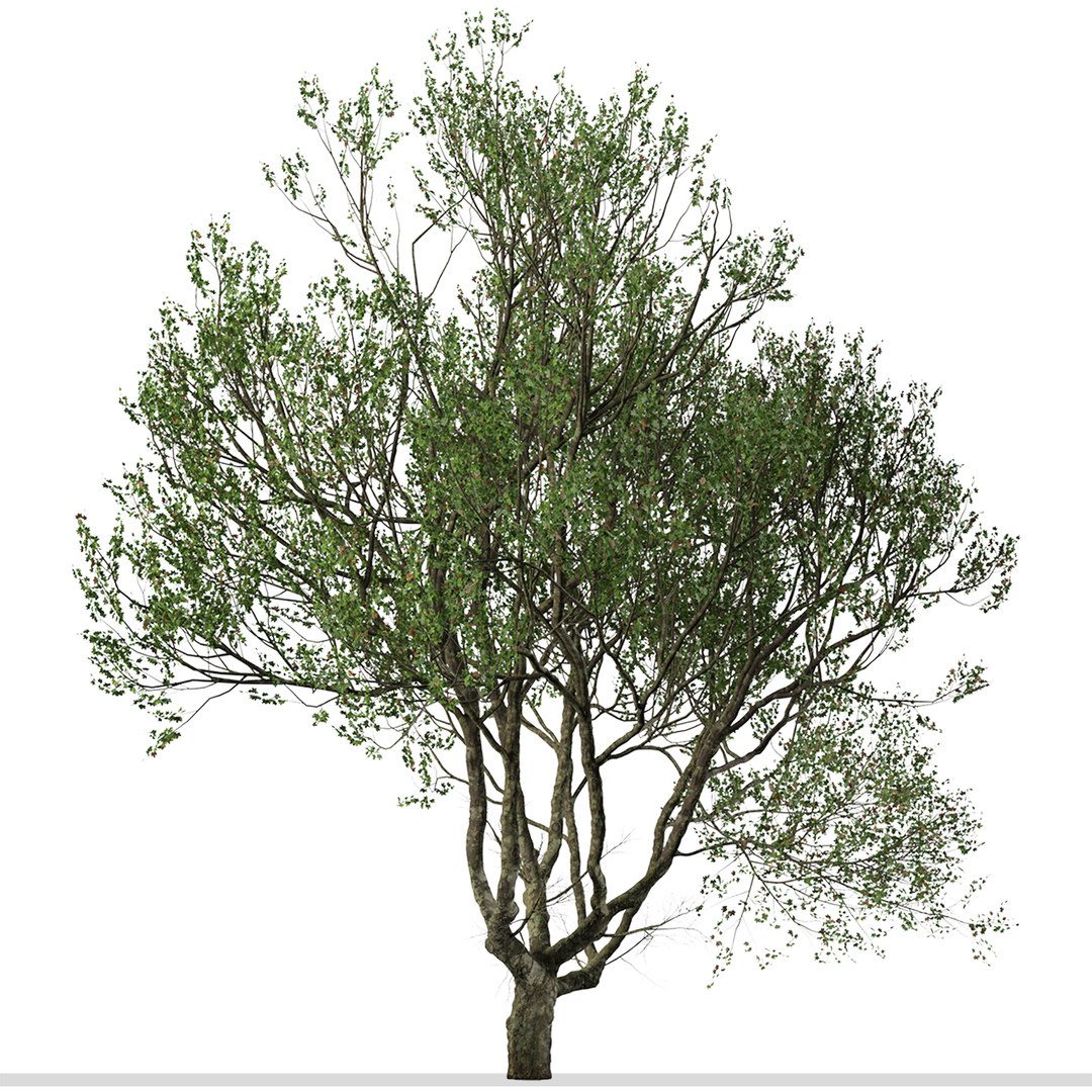 Set Of London Plane Or Platanus Acerifolia Tree - 2 Trees 3D ...