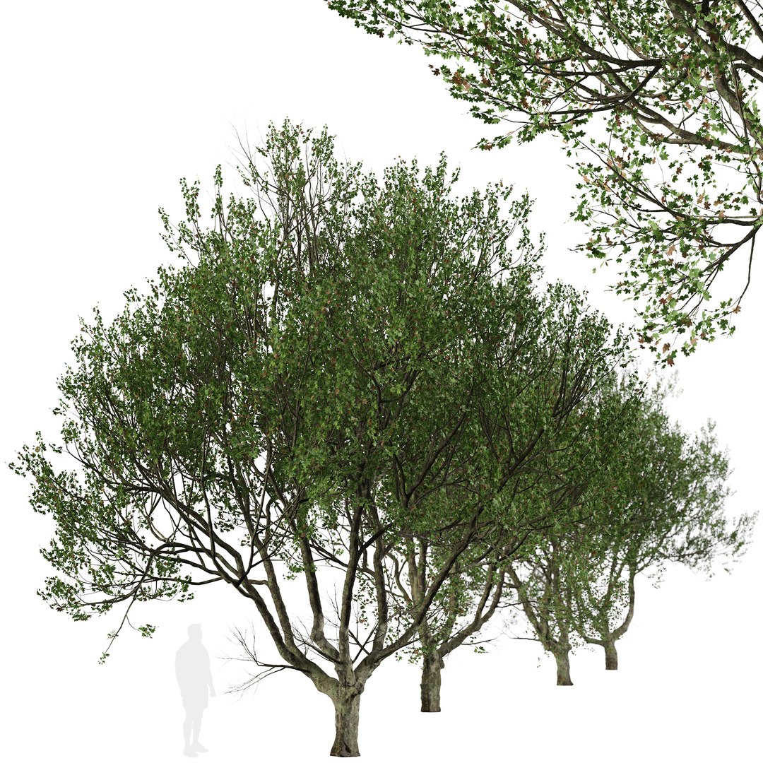 Set Of London Plane Or Platanus Acerifolia Tree - 2 Trees 3D ...