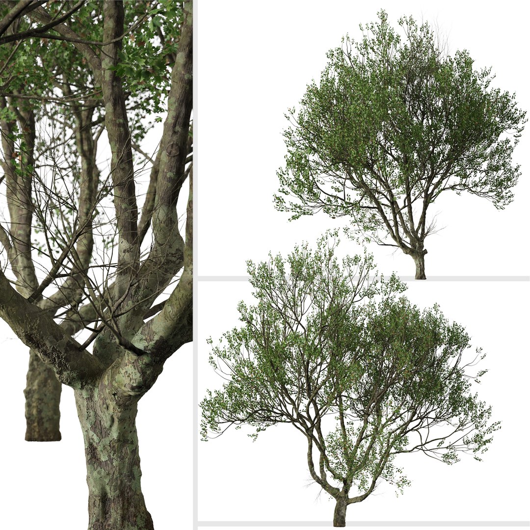 Set Of London Plane Or Platanus Acerifolia Tree - 2 Trees 3D ...