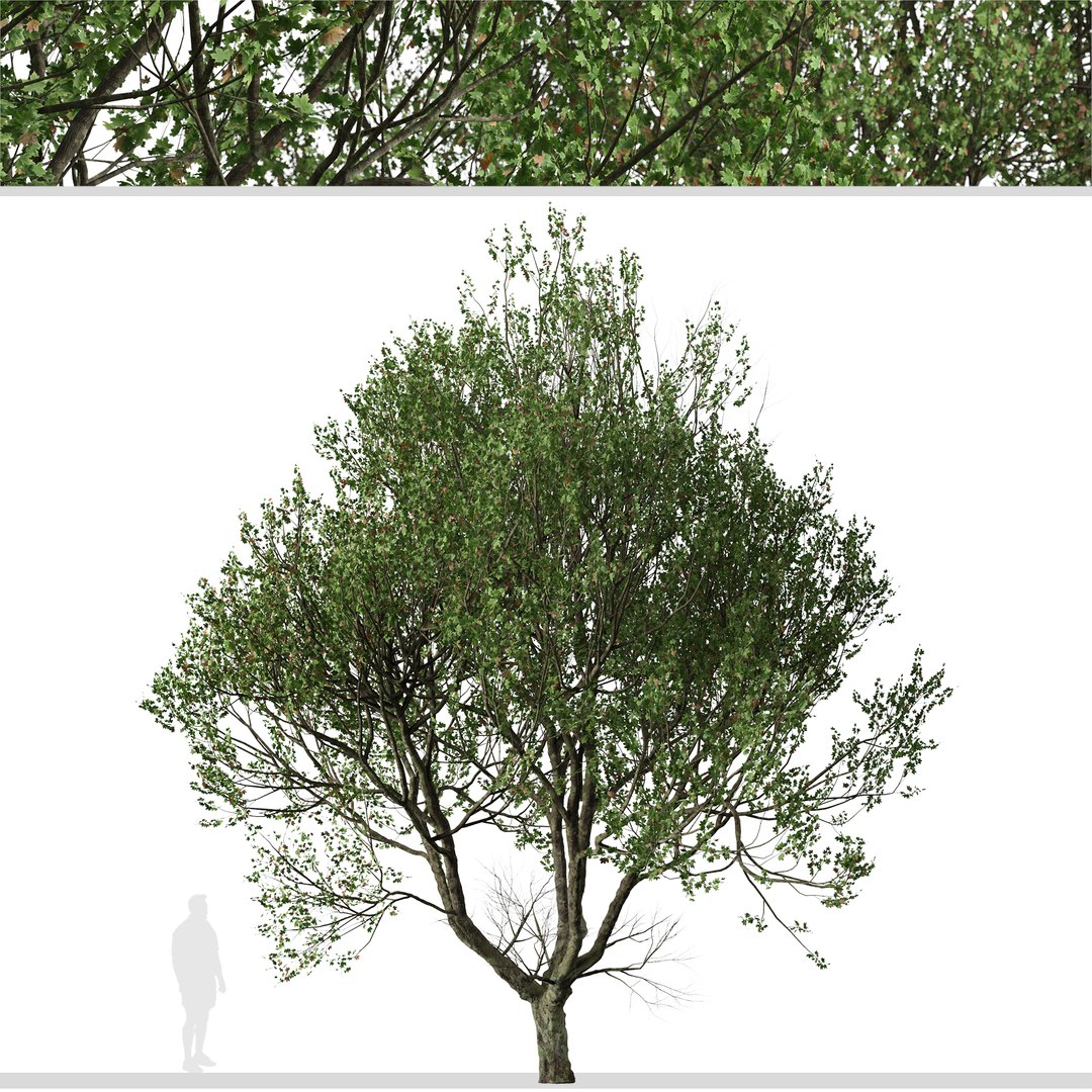 Set Of London Plane Or Platanus Acerifolia Tree - 2 Trees 3D ...