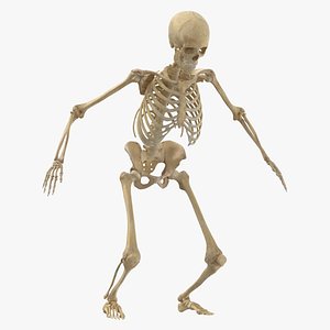 3D real human female skeleton