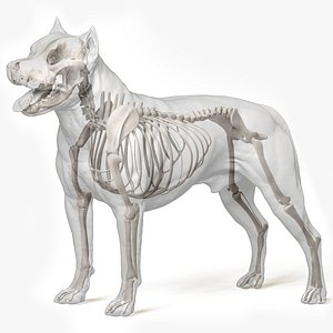 dog american pit bull model