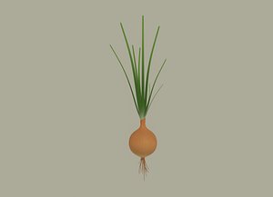 3D Growing Onion model