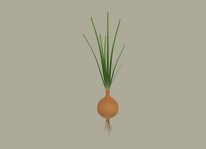Growing Onion