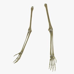 skeleton arms bones 3d model