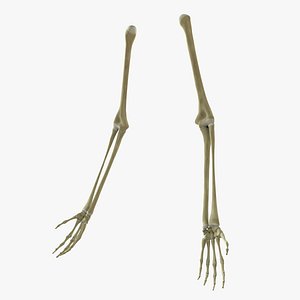 Skeleton Arms