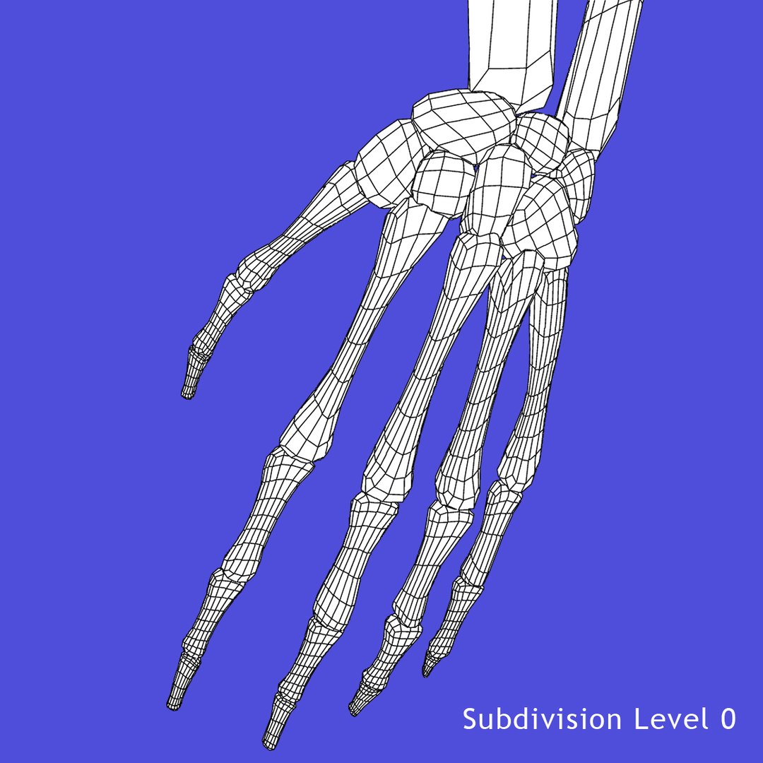 Skeleton Arms Bones 3d Model