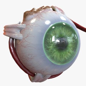 Eye anatomy green