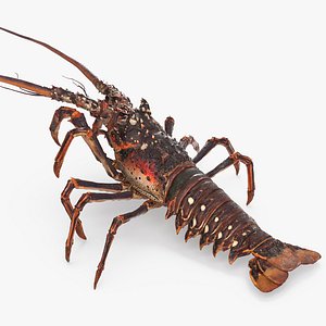 Spiny Lobster