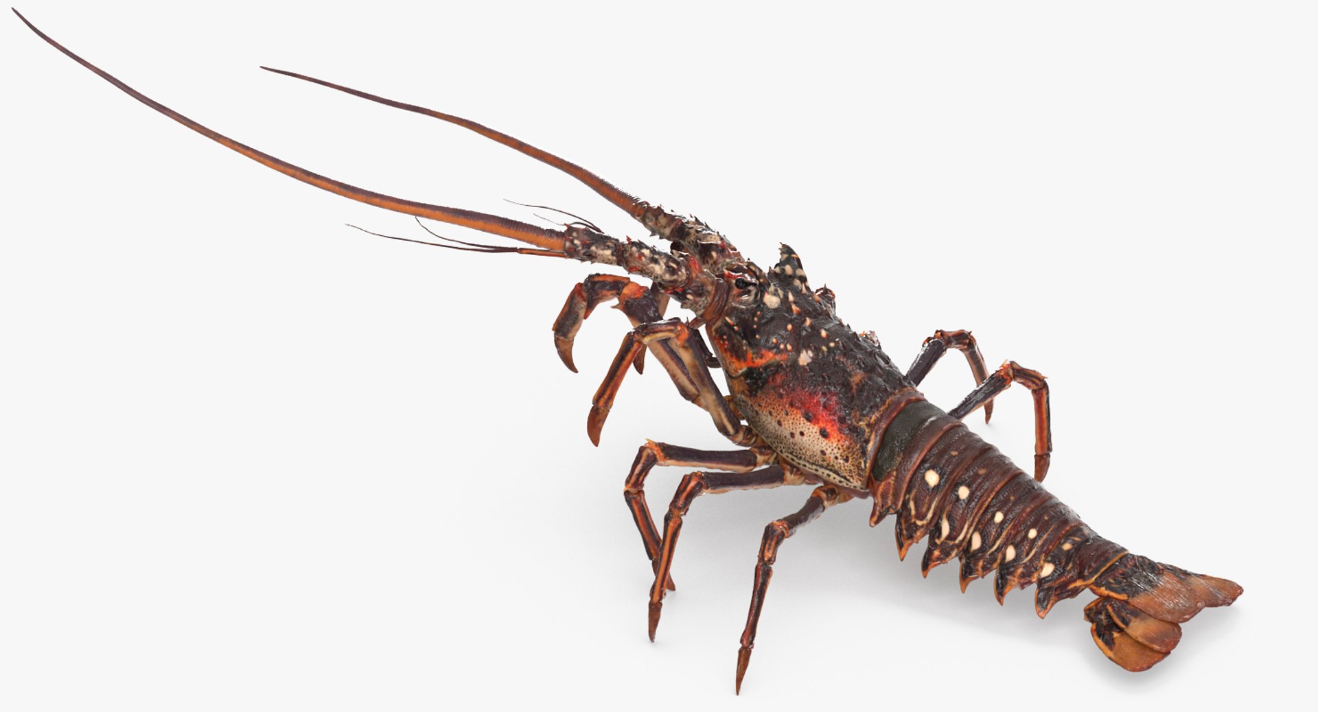 Spiny Lobster 3D model preview
