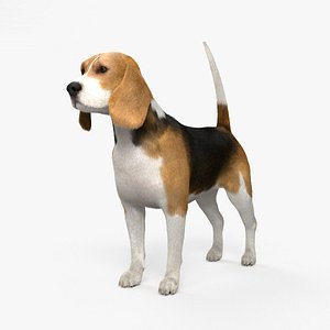 beagle 3D