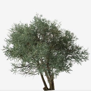 3D model Set of Koroneiki Olive or Olea europaea Tree - 2 Trees