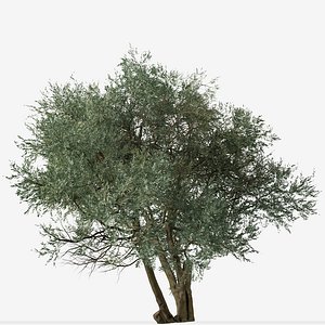 Set of Koroneiki Olive or Olea europaea Tree - 2 Trees