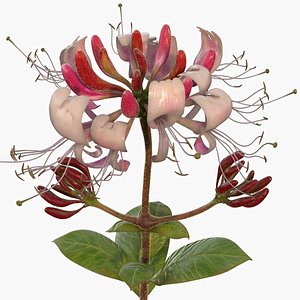 Lonicera Honeysuckle Flower Branch Pink White Fur 3D